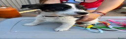 Jack Russell Terrier perros en venta: Jack rusell terrier  - Anuncio 6