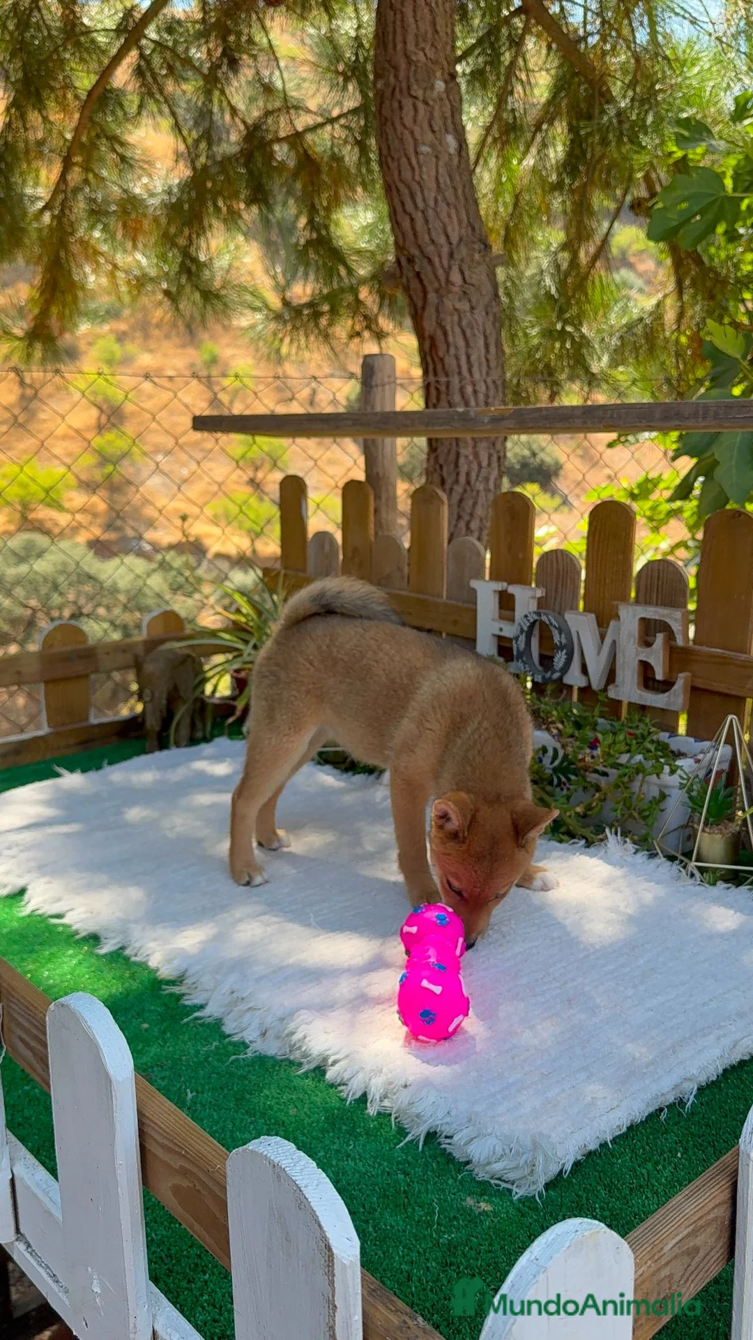 Shiba Inu perros en venta: Shiba Inu espectaculares Hembras Preciosos  - Anuncio 1