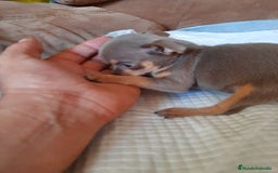 Chihuahua perros en venta: Chihuahua  - Anuncio 2