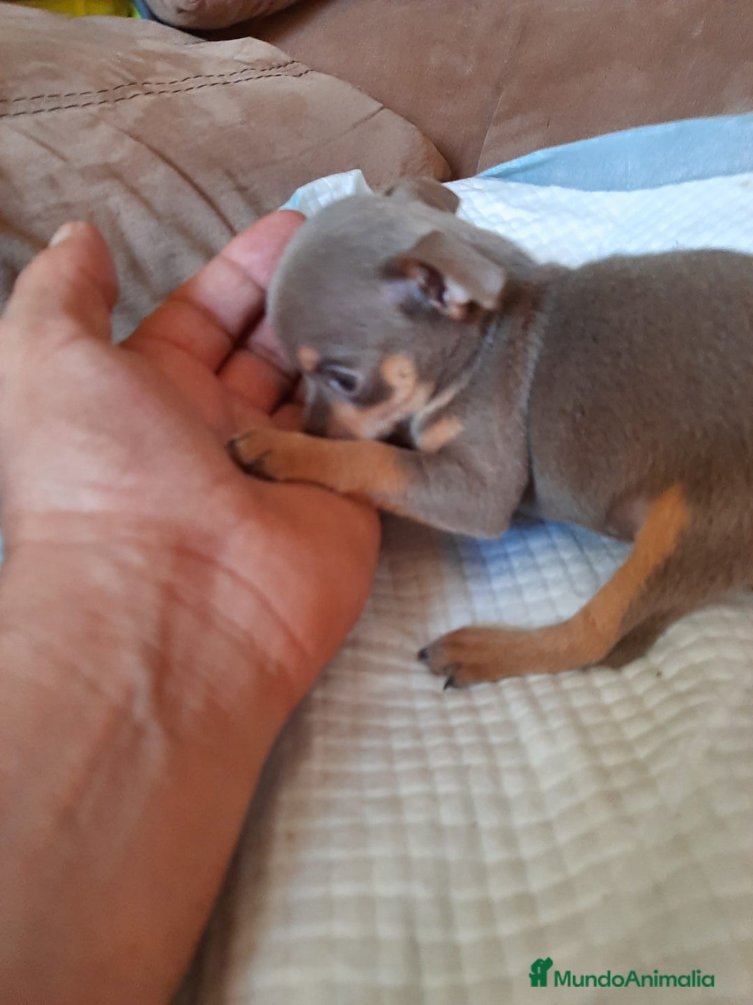 Chihuahua perros en venta: Chihuahua  - Anuncio 2