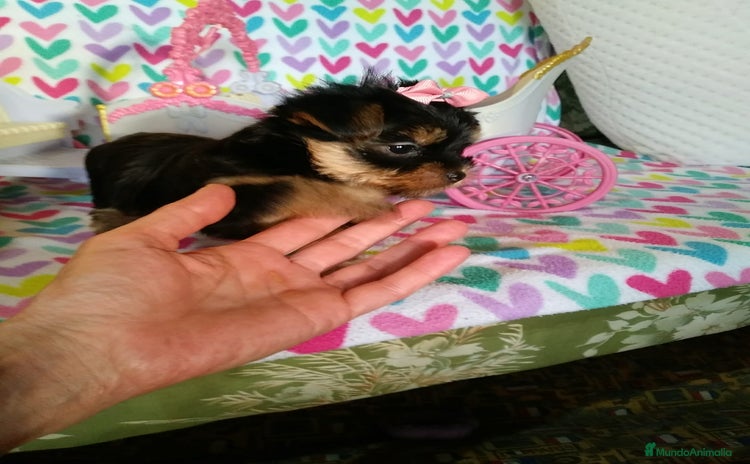 Yorkshire Terrier perros - Anuncio 1