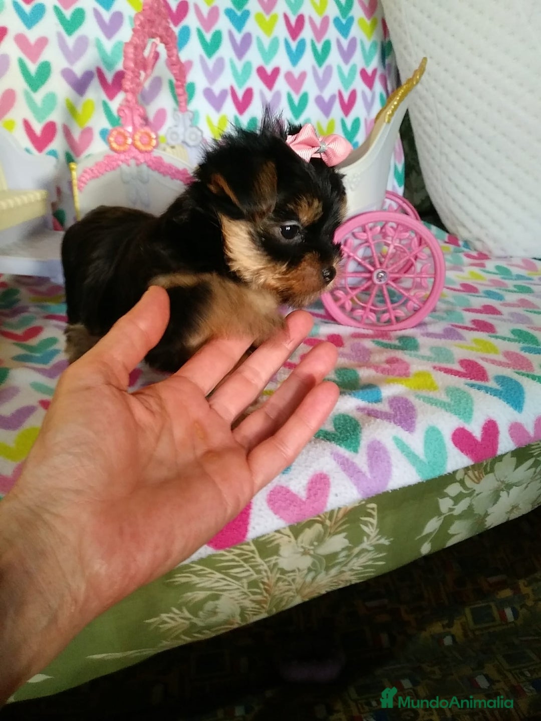 Yorkshire Terrier perros en venta: Cachorros de Yorkshire Toy Hembras - Imagen 1