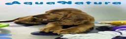 Cocker Spaniel Inglés perros en venta: Cocker Spaniel Hembra - Anuncio 8
