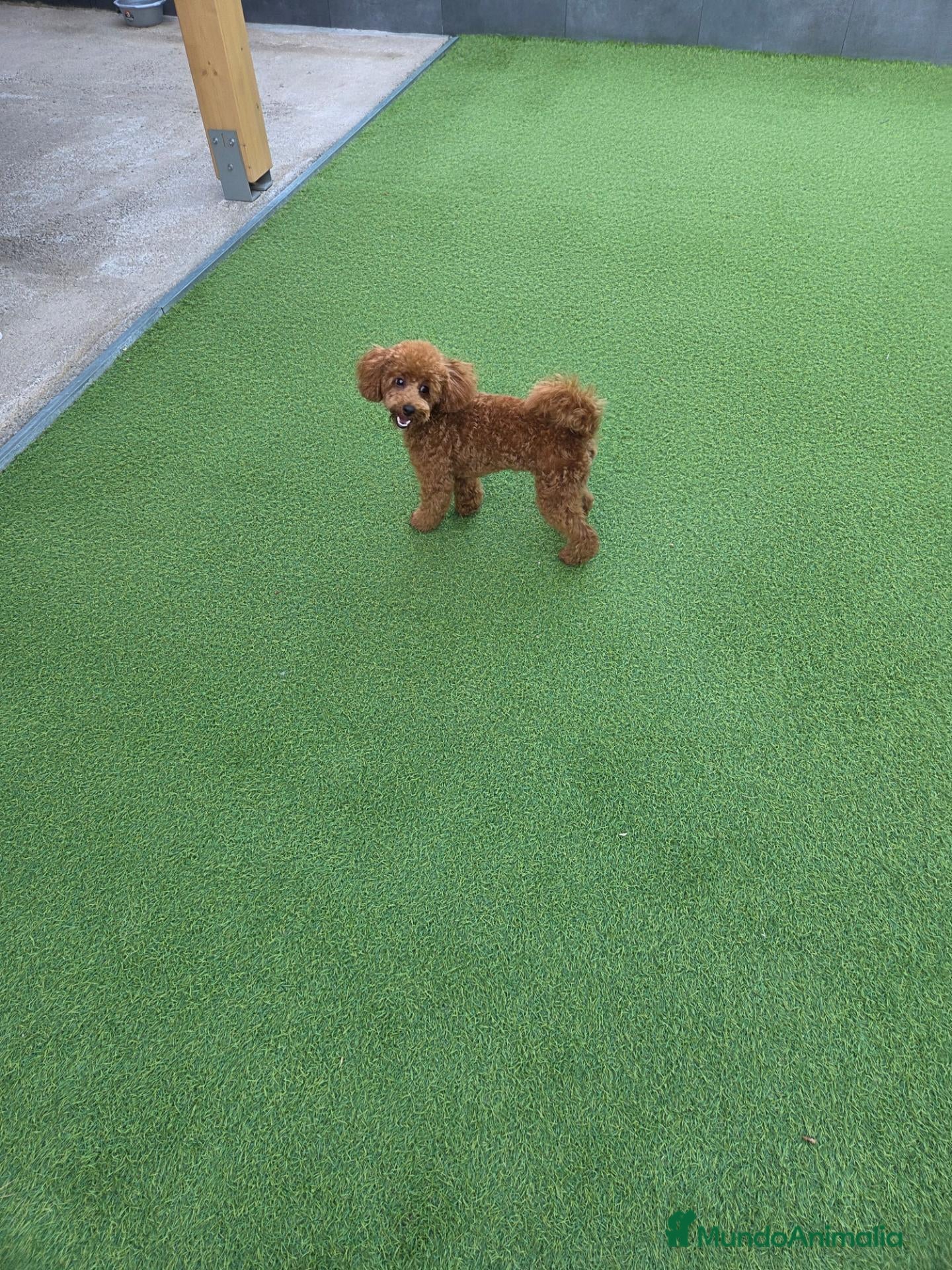 Caniche Toy perros Caniche toy ultimo macho de la camada - Anuncio 1