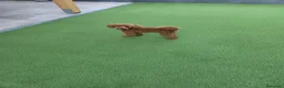 Caniche Toy perros en venta: Caniche toy ultimo macho de la camada - Anuncio 1