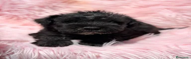 Schnauzer Miniatura 3