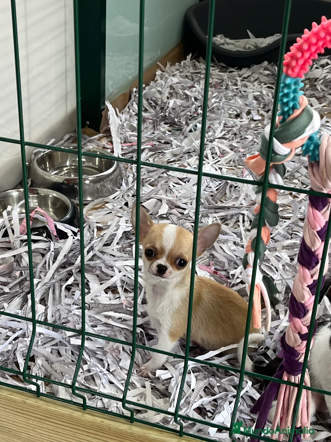 Chihuahua perros en venta: Benidorm CARABY CHIHUAHUAS  en Alicante - Anuncio 26