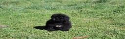 Caniche Enano perros en venta: Caniche enano negro - Anuncio 4