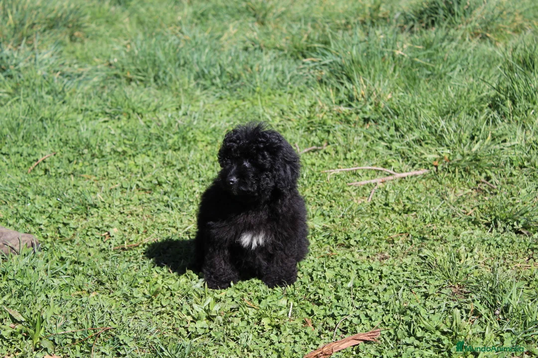 Caniche Enano perros en venta: Caniche enano negro - Anuncio 4