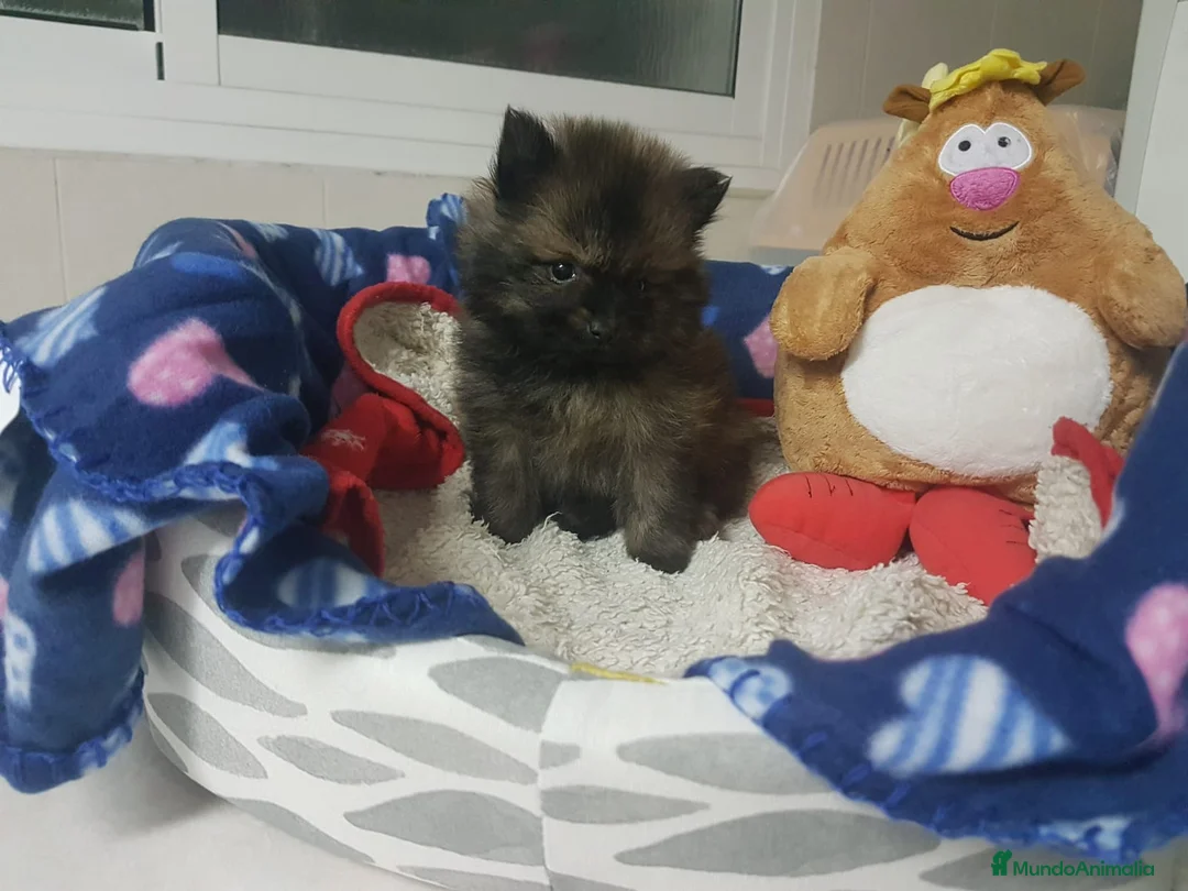 Pomerania perros en venta: Lulú de Pomerania muy peluditos en Barcelona - Anuncio 7