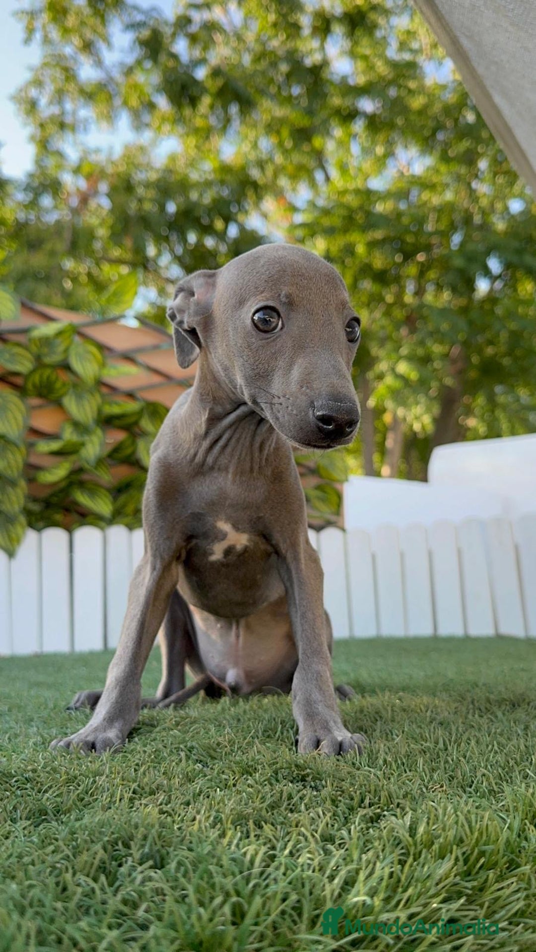Pequeño Lebrel Italiano perros en venta: PICCOLO BLUE - Imagen 13
