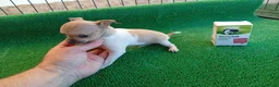 Chihuahua perros en venta: Chihuahua toy  - Anuncio 2