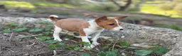 Basenji perros en venta: 🐾 Cachorros Basenji Exclusivos 🐾 - Anuncio 4