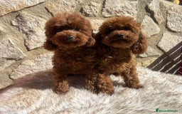 Caniche Toy perros en venta: EJEMPLARES DE CANICHE TOY  - Imagen 4