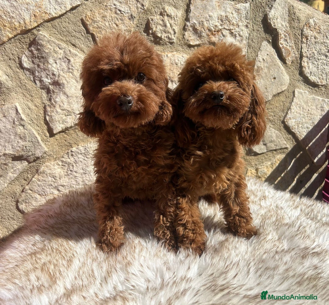 Caniche Toy perros en venta: EJEMPLARES DE CANICHE TOY  - Imagen 4