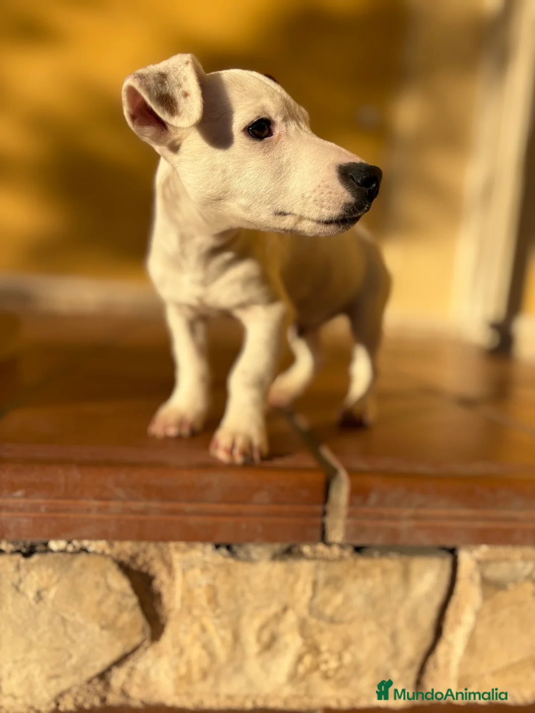 Jack Russell Terrier perros en venta: Cachorro macho de Jack Russell  - Anuncio 7