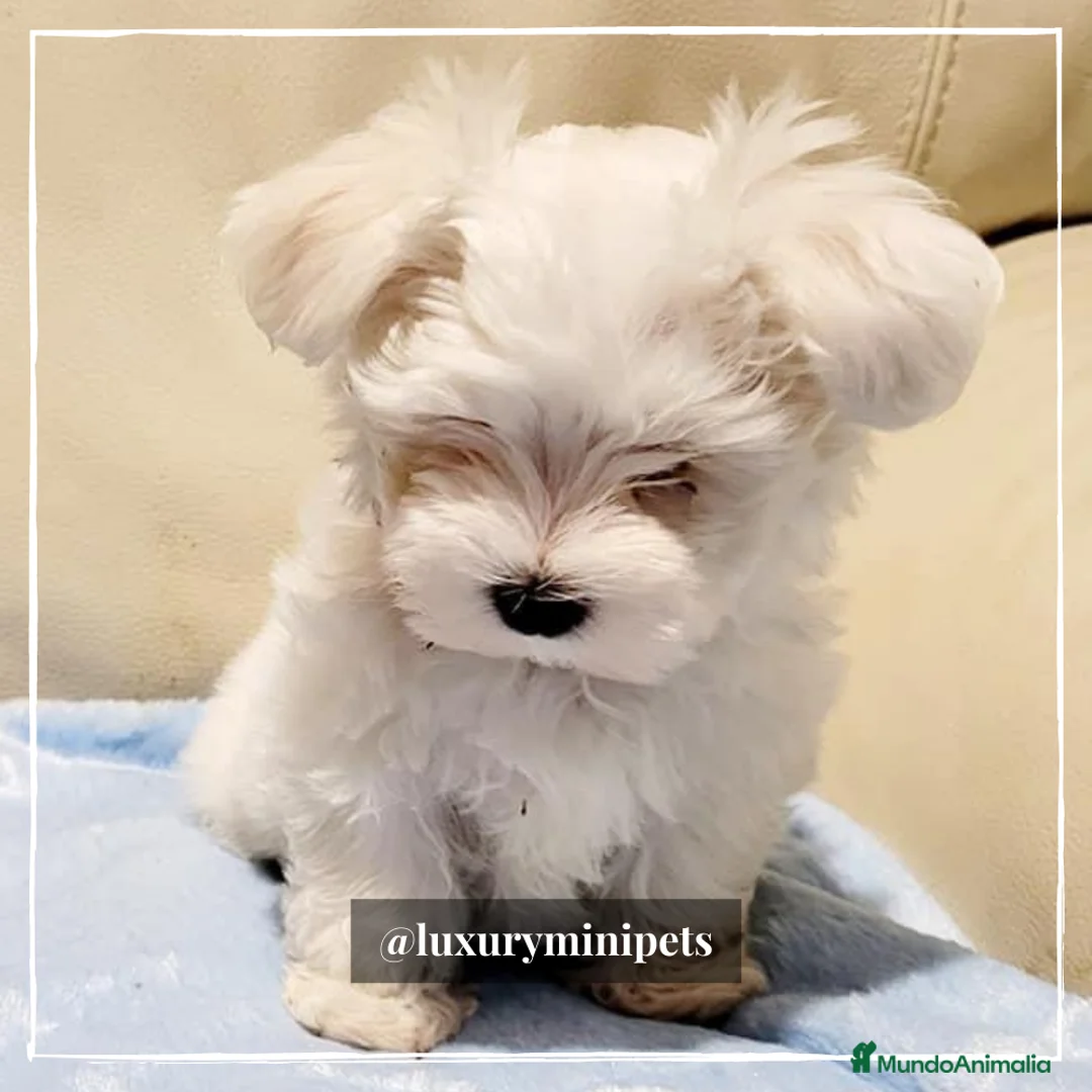 Bichón Maltés perros en venta: Camada de Bichón Maltés coreanos en Madrid - Anuncio 4