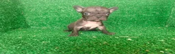 Bulldog Francés perros en venta: Bulldog francés  - Anuncio 25