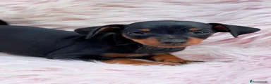 Pinscher Miniatura 7