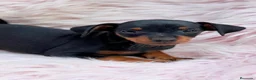 Pinscher Miniatura perros en venta: MINI PINCHER NEGRO FUEGO - Anuncio 7