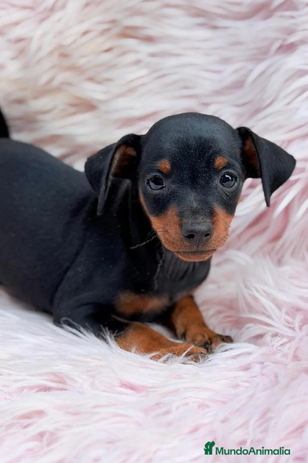 Pinscher Miniatura perros en venta: MINI PINCHER NEGRO FUEGO - Anuncio 7