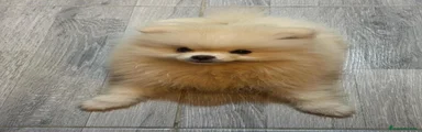 Pomerania 1