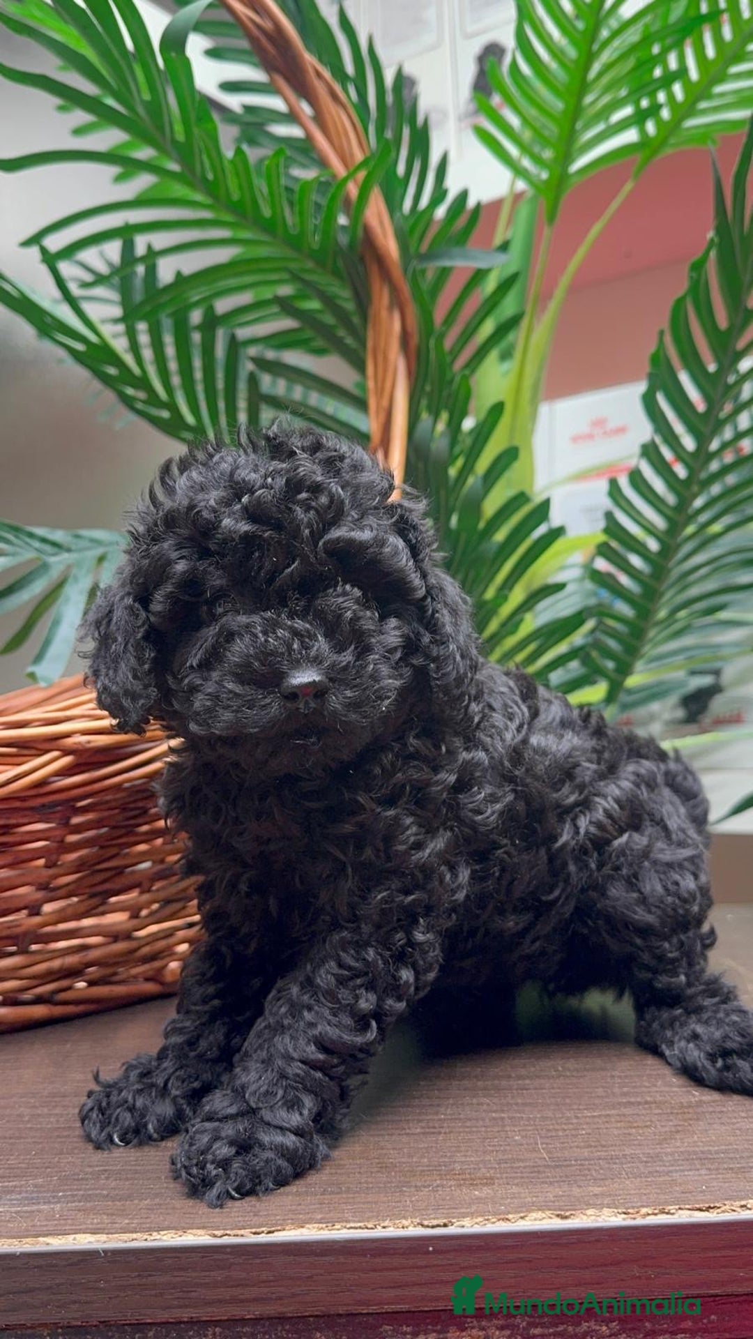 Caniche Toy perros en venta: CANICHE TOY MACHO - Anuncio 16