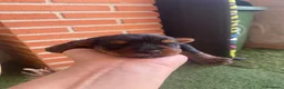 Yorkshire Terrier perros en venta: Yorkshire terrier de Prao Toro  - Anuncio 3
