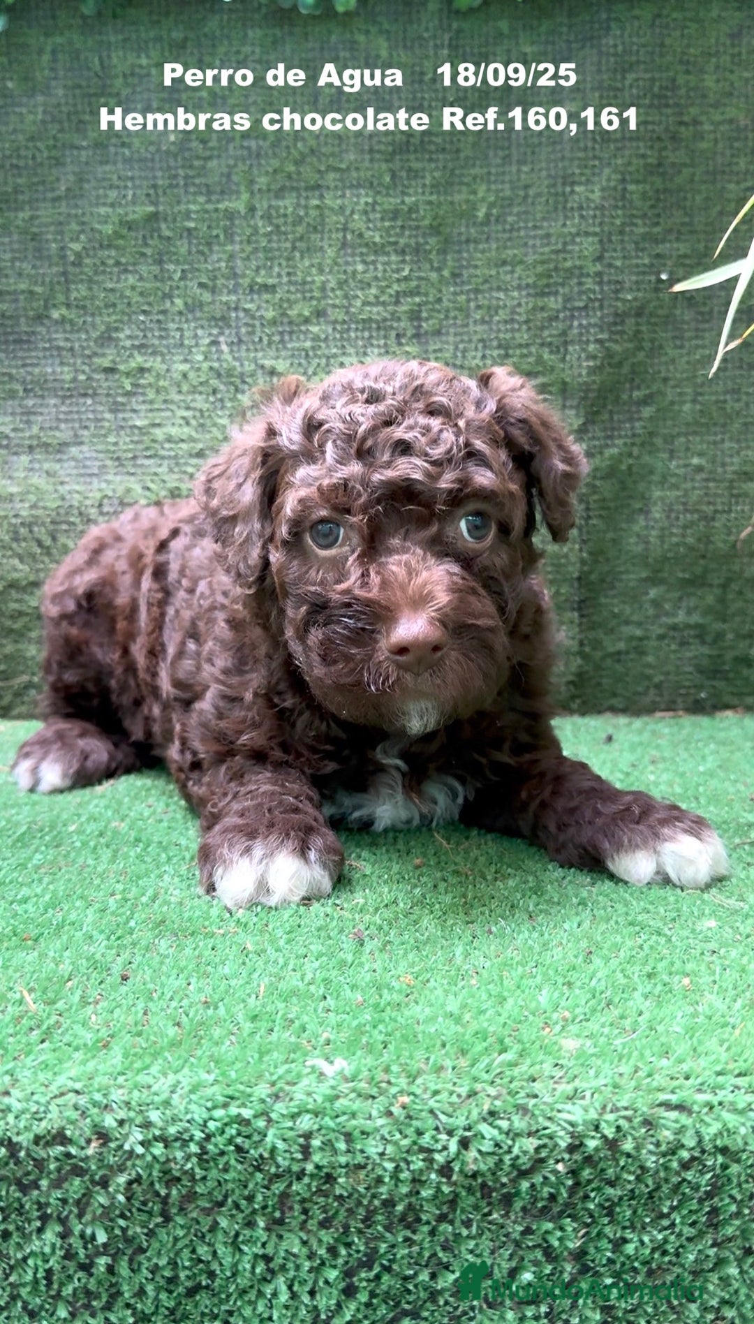 Perro de Agua Español perros en venta: Perro de Agua Español - Imagen 4