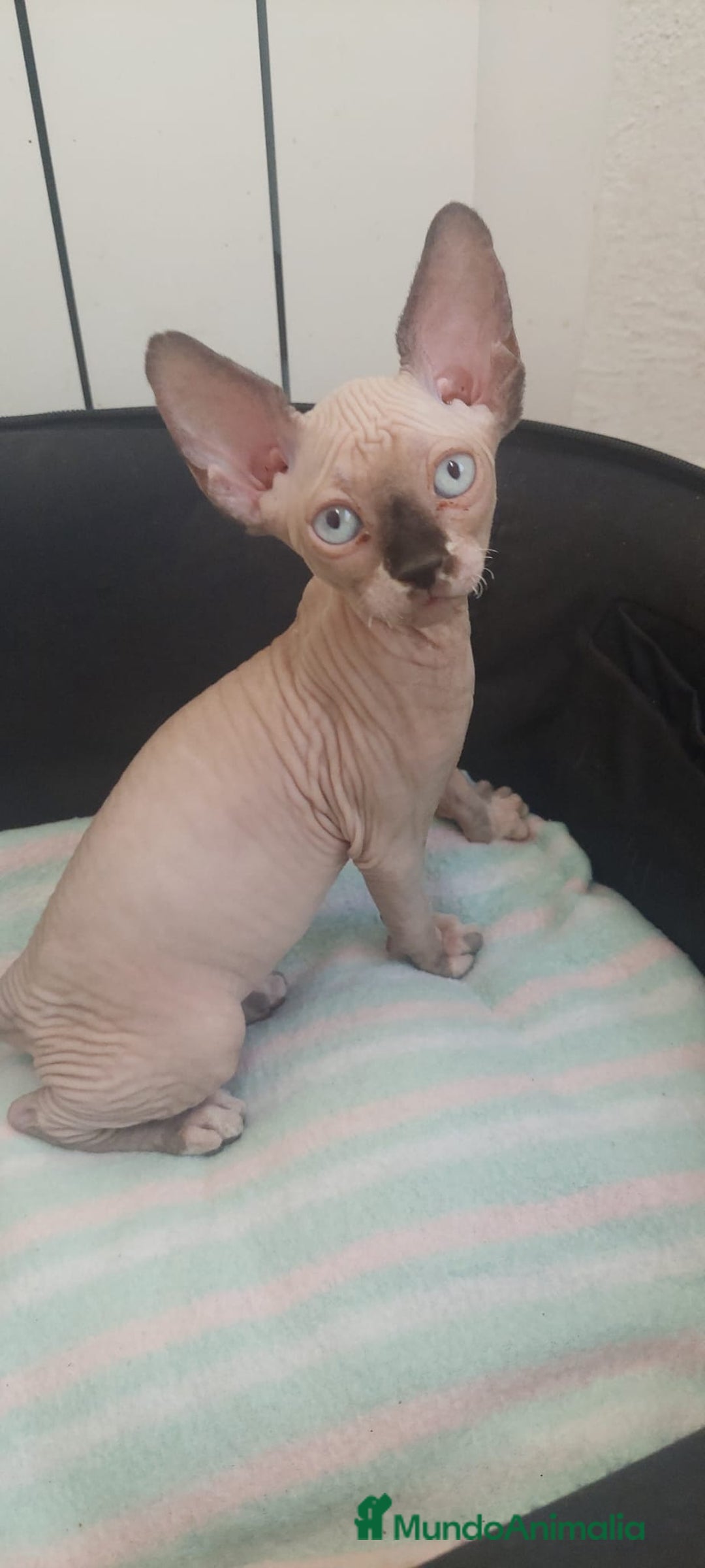 Sphynx gatos en venta: Hembrita ojos azules  - Imagen 1
