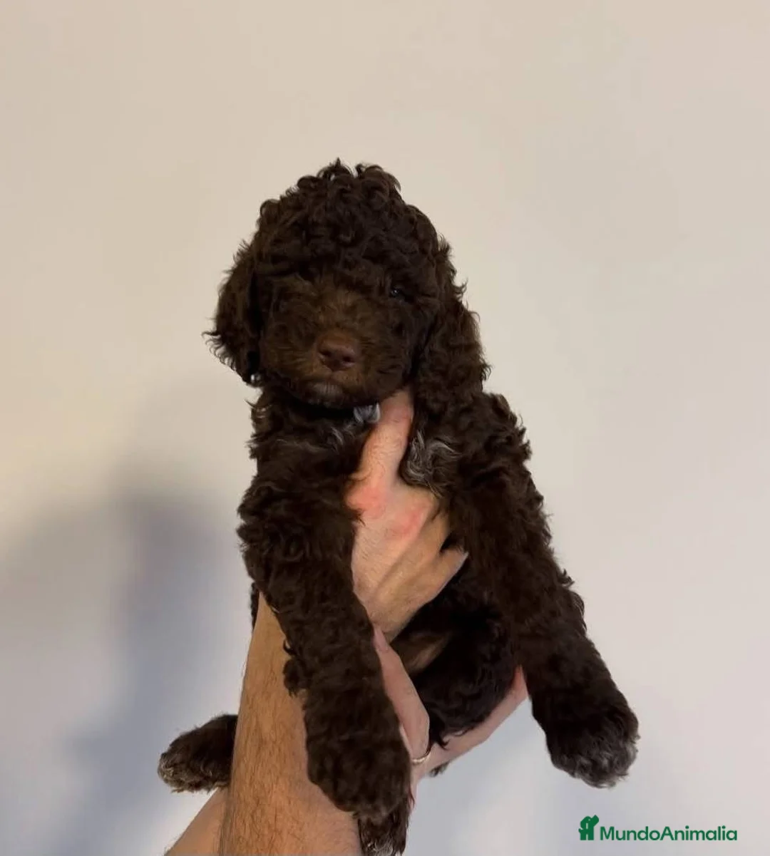 Perro de Agua Español perros en venta: PERRO DE AGUA LISTOS PARA ENTREGAR  - Anuncio 5