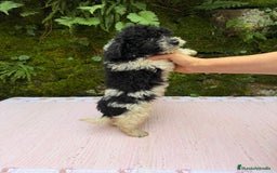 Caniche Toy perros en venta: Cachorros caniche toy  - Anuncio 3