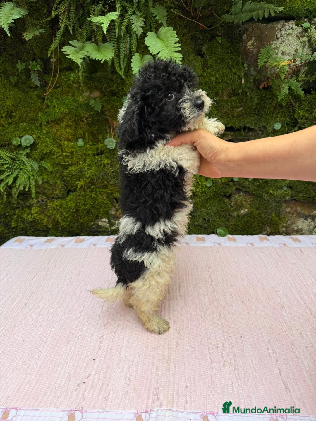 Caniche Toy perros en venta: Cachorros caniche toy  - Anuncio 3