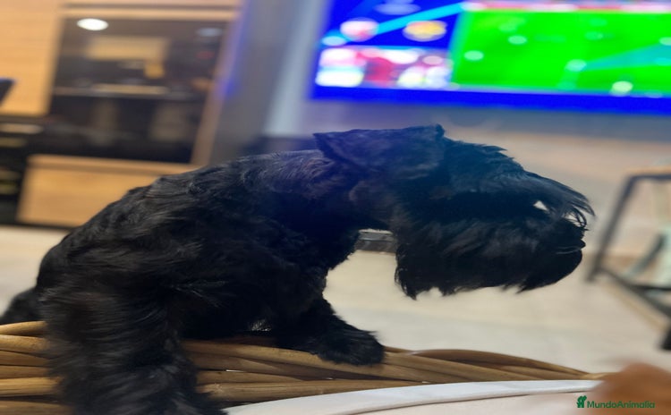Schnauzer Miniatura perros - Anuncio 16