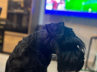 Schnauzer Miniatura perros - Anuncio 21