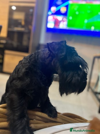 Schnauzer Miniatura perros - Anuncio 1