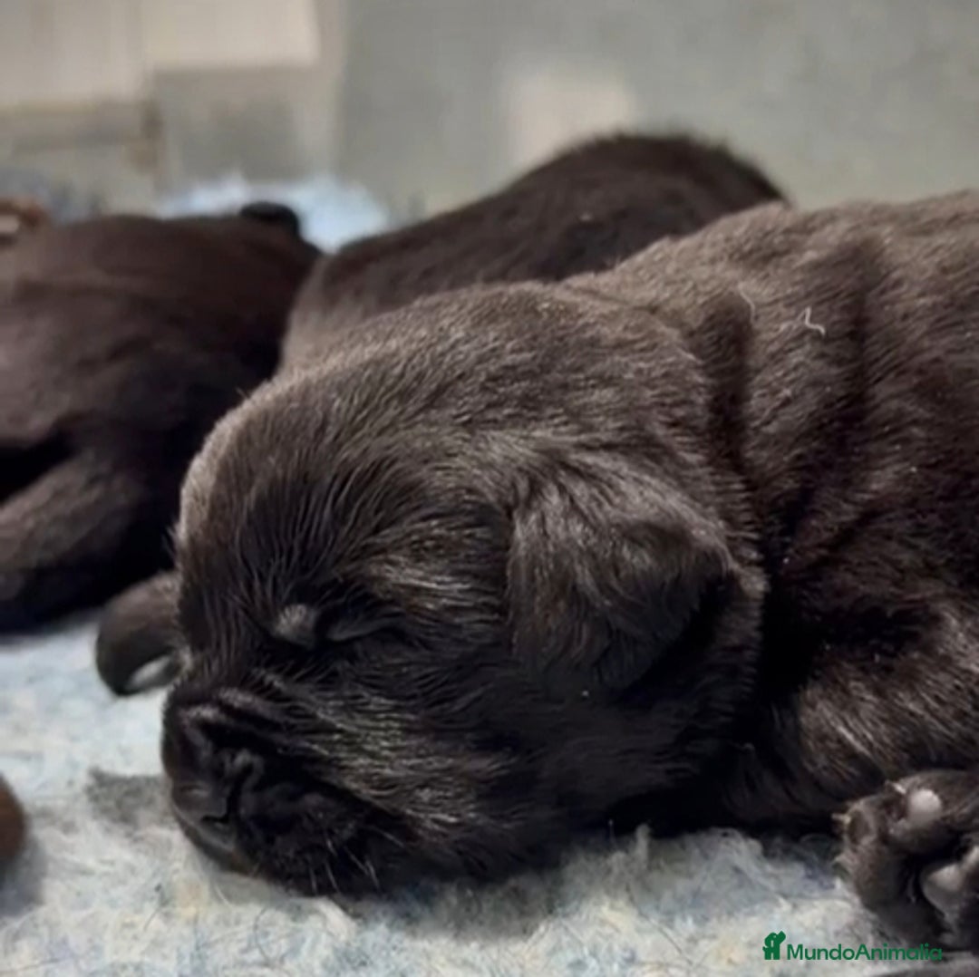 Labrador Retriever perros en venta: Cachorros de Labrador Retriever  - Anuncio 4