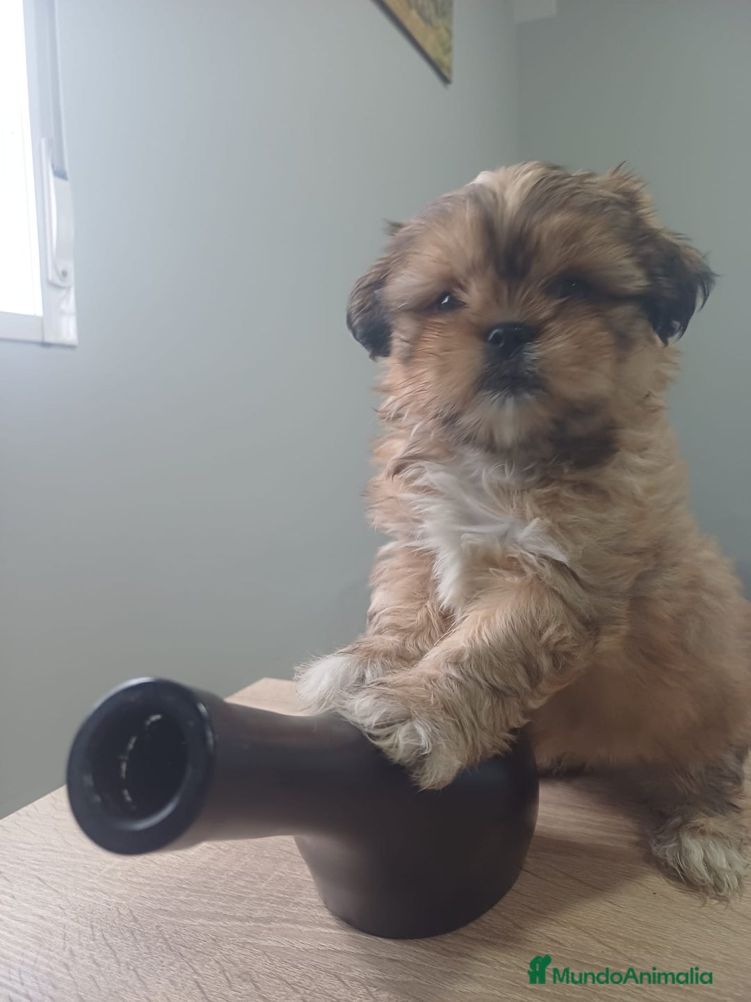 Shih Tzu perros en venta: Espectacular zhizu  - Anuncio 9