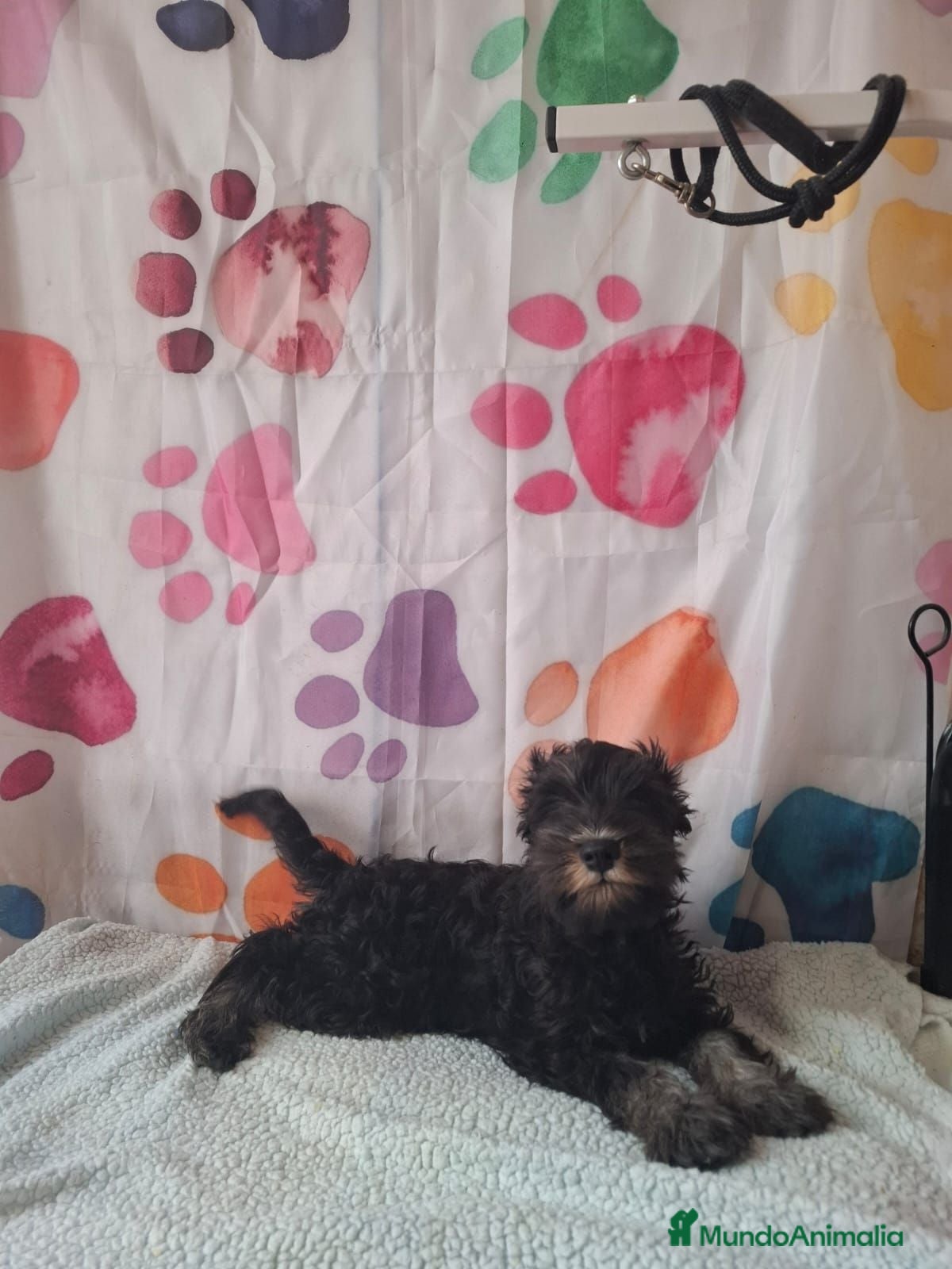 Schnauzer Miniatura perros Schnauzer mini - Anuncio 1