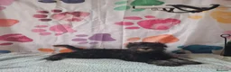 Schnauzer Miniatura perros en venta: Schnauzer mini - Anuncio 1