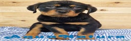 Rottweiler perros en venta: Rottweiler Macho 1070 - AQUANATURA en Barcelona - Anuncio 3