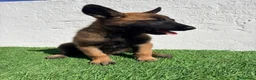 Pastor Belga Malinois perros en venta: Pastor Belga Malinois - Anuncio 7