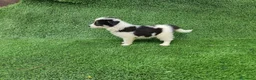 Border Collie perros en venta: Camada Border Collie - Anuncio 5