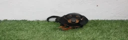 Teckel Miniatura perros en venta: Teckel Miniatura  - Anuncio 19