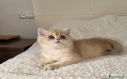 Británico de Pelo Corto gatos en venta: British Golden Chinchilla Hembra - Imagen 3