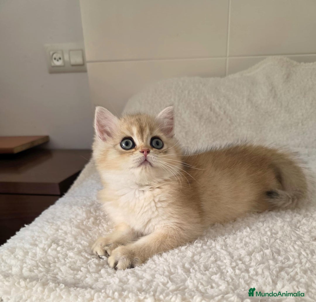 Británico de Pelo Corto gatos en venta: British Golden Chinchilla Hembra - Imagen 3