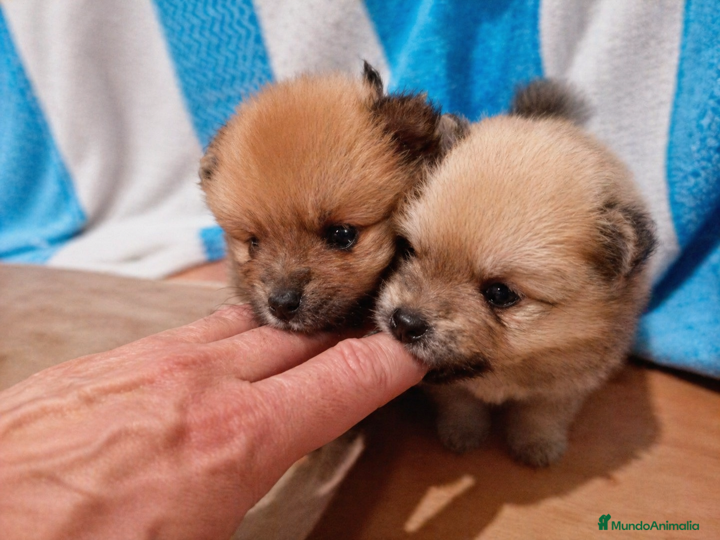 Pomerania perros Pomerania hembra  - Anuncio 2
