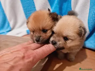 Pomerania perros en venta: Pomerania hembra - Anuncio 2