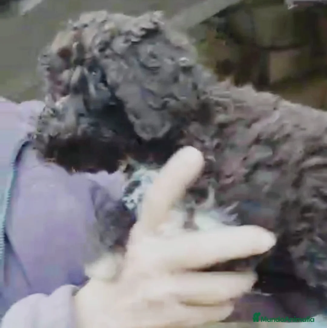 Perro de Agua Español perros en venta: Perro de agua  - Anuncio 13