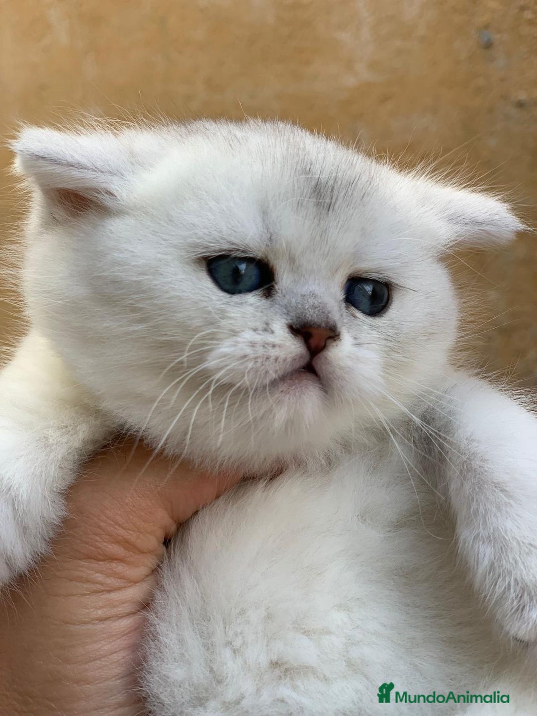Británico de Pelo Corto gatos en venta: British shorthair - Anuncio 2